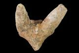 Fossil Shark (Xenacanthus) Tooth - Texas #164655-1